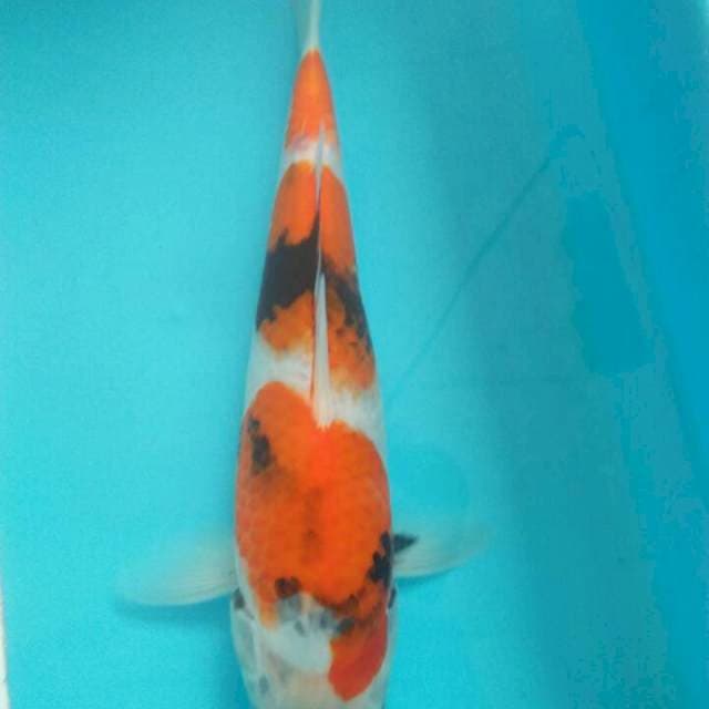 25 cm showa