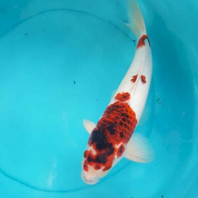goromo 44 cm jantan