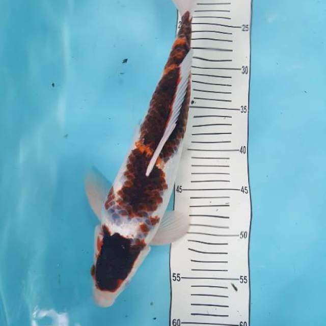 goromo jantan 41 cm