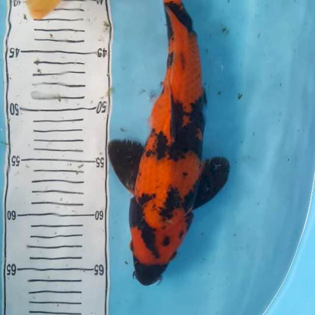 hiut strong 37 cm