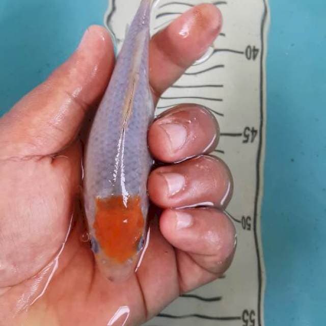 tc ociba 15 cm