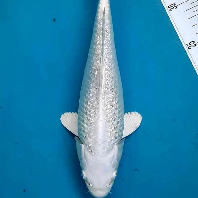 Platinum ginrin #28cm