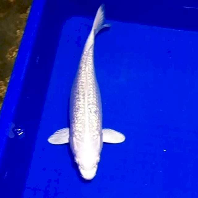 Platinum ginrin #30cm
