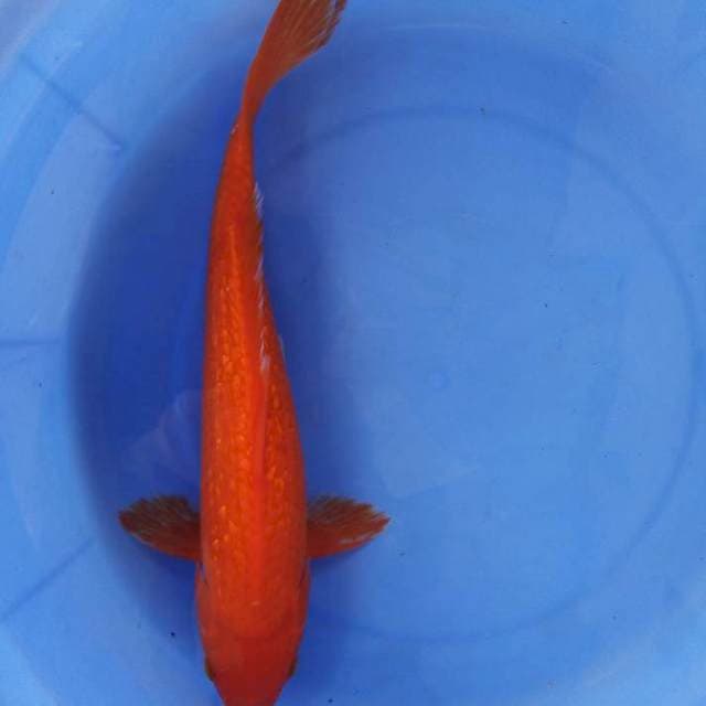 36cm male