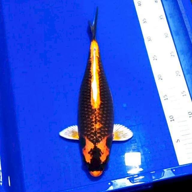 Kin Kabuto Ginuk # 36cm