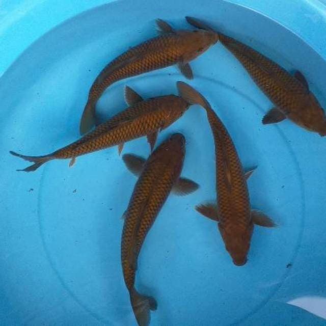 Mix caghoi tenbaga munuk 5 ekor
