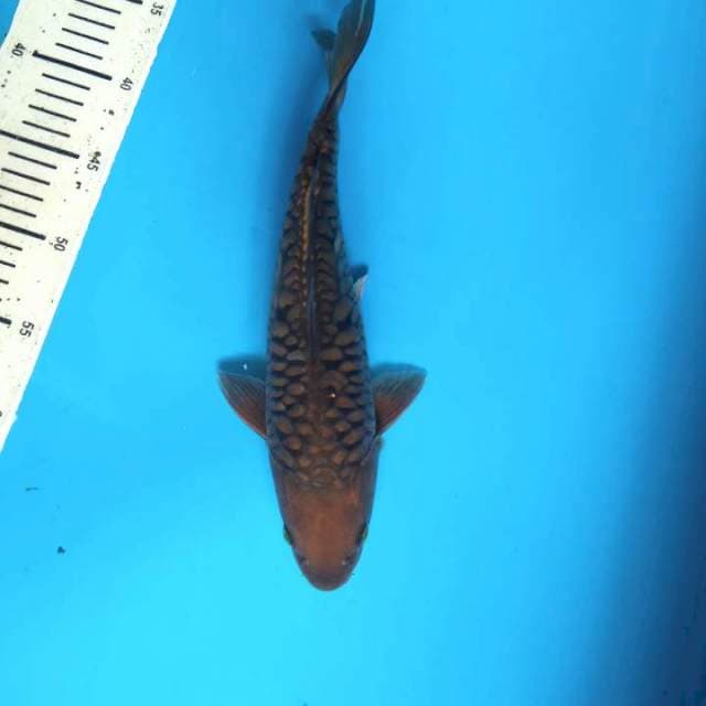 chagoi Sisik naga 29cm ( F )