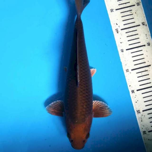 Chagoi tembaga 37cm ( Male )
