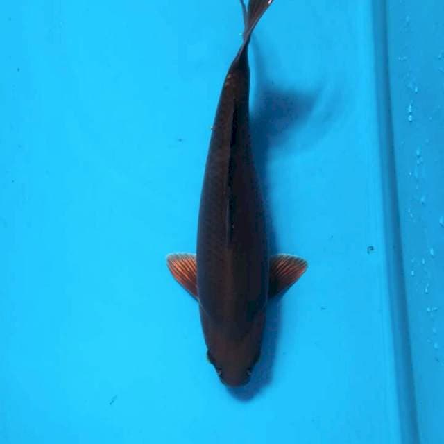 Chagoi tembaga 35cm ( Male )