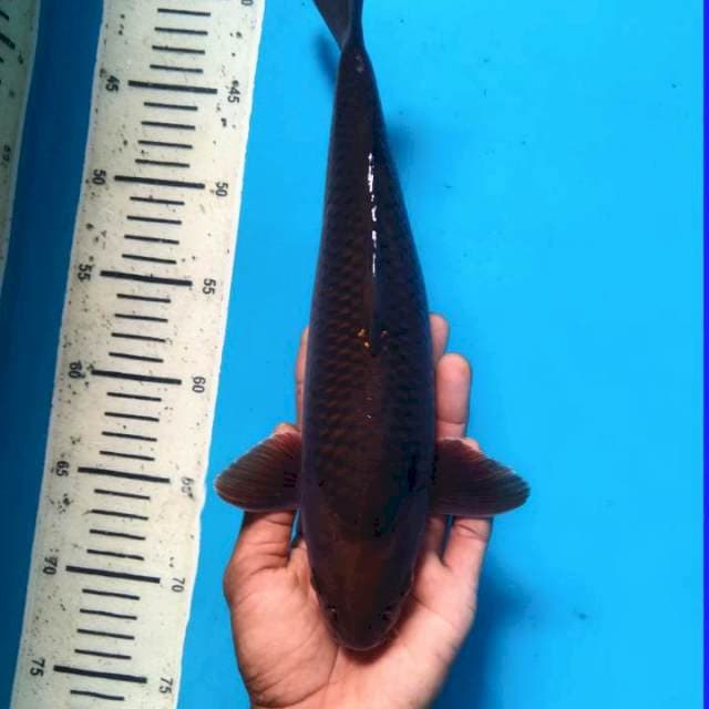Tembaga Bumi 31cm ( Male )