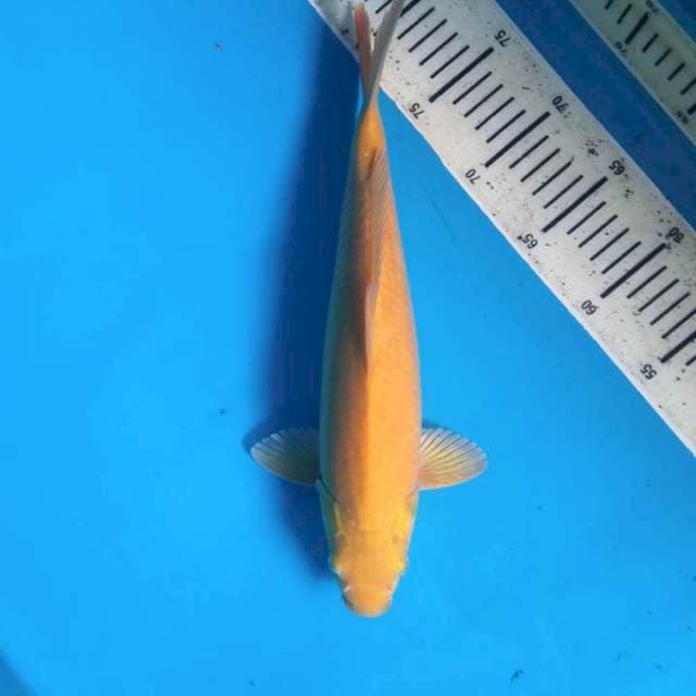 Karashigoi 34cm ( Male )