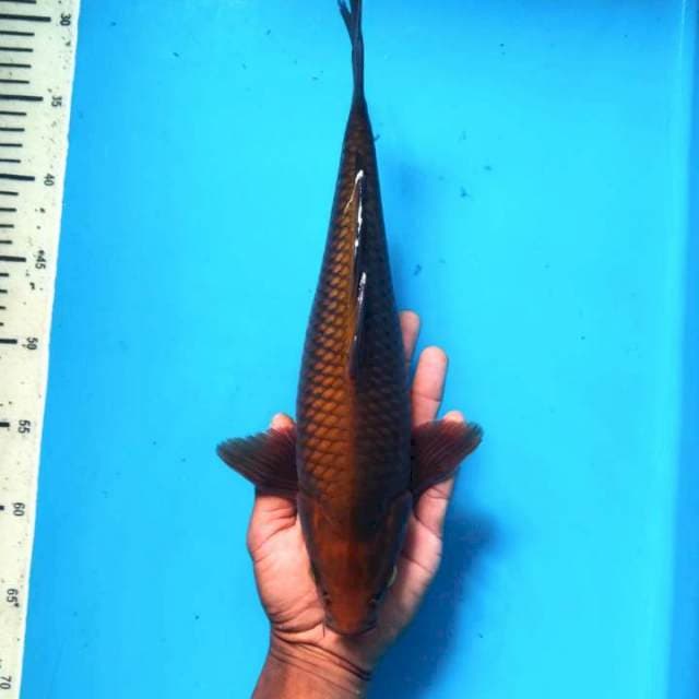 Tembaga 34Bu ( Male )