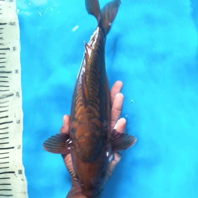Batik tembaga 35cm ( Male )