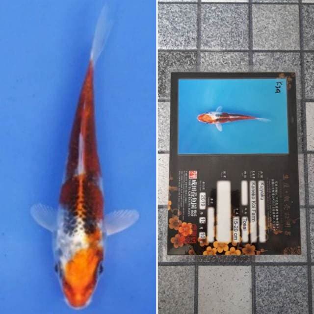 Kaneko kujaku 15cm serti