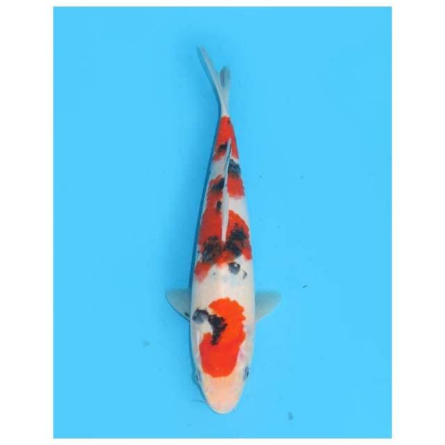 24cm male , Tosai Sanke SQ