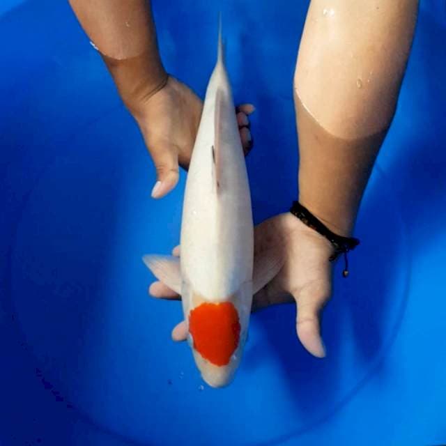 Tancho 39 cm
