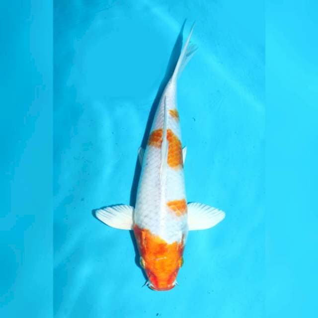 Hariwake