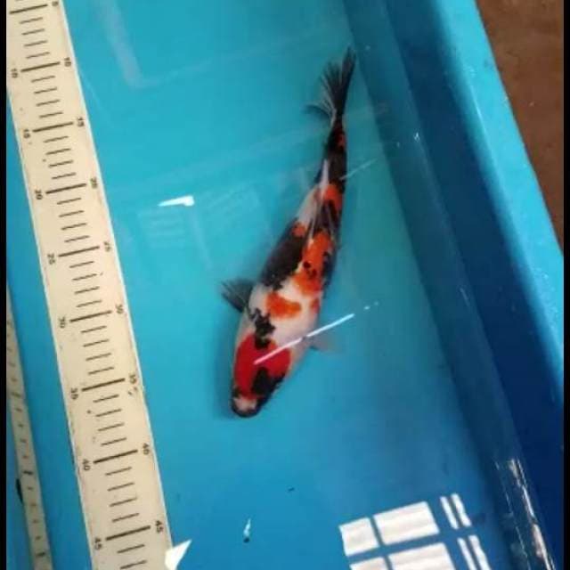 SHOWA 27 CM