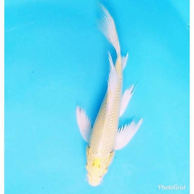 Kumpay yamabuki ogon