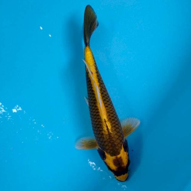 Kabuto 28cm
