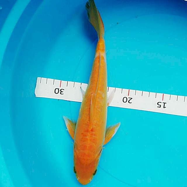 Karashi 23cm male