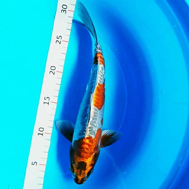 Antique2 25cm male