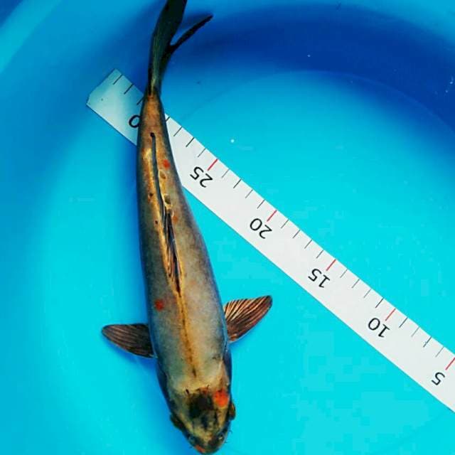 Antique3 25cm male