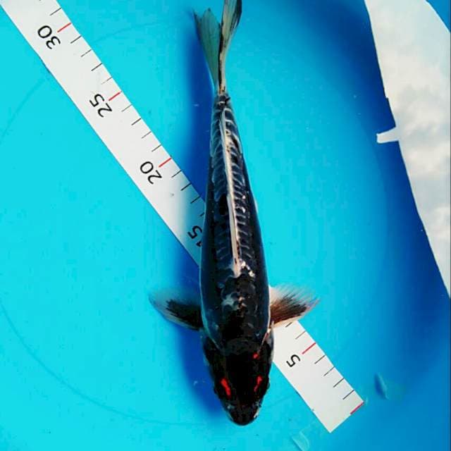 Antique4 23cm male