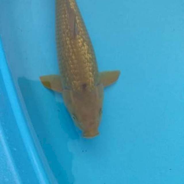 hijau ginrin 47 cm