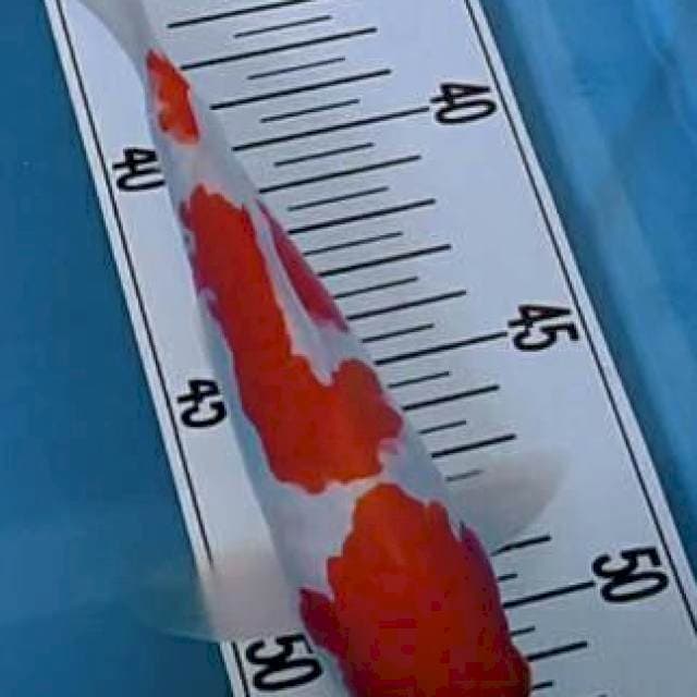 Kohaku 20cm jozz