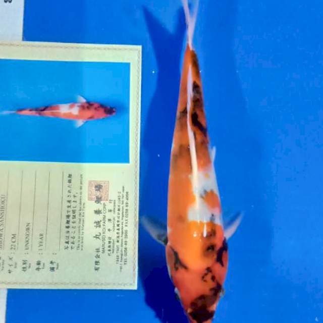 Showa jumbo tosai import marusei farm