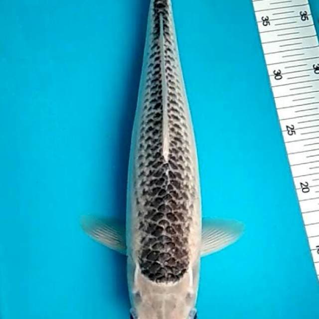 Rando - Jumbo tosai asagi samping merah 36+cm (cek vidio)