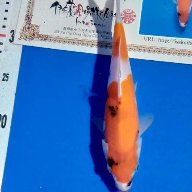 Showa isa farm new tosai bulky