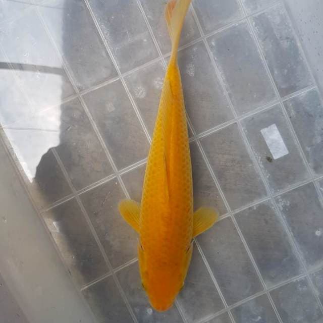 Karasi hot body. 28cm up