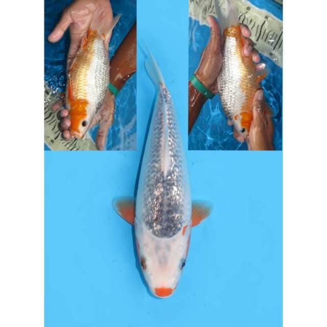Asagi Bulky Ginrin -25cm Male