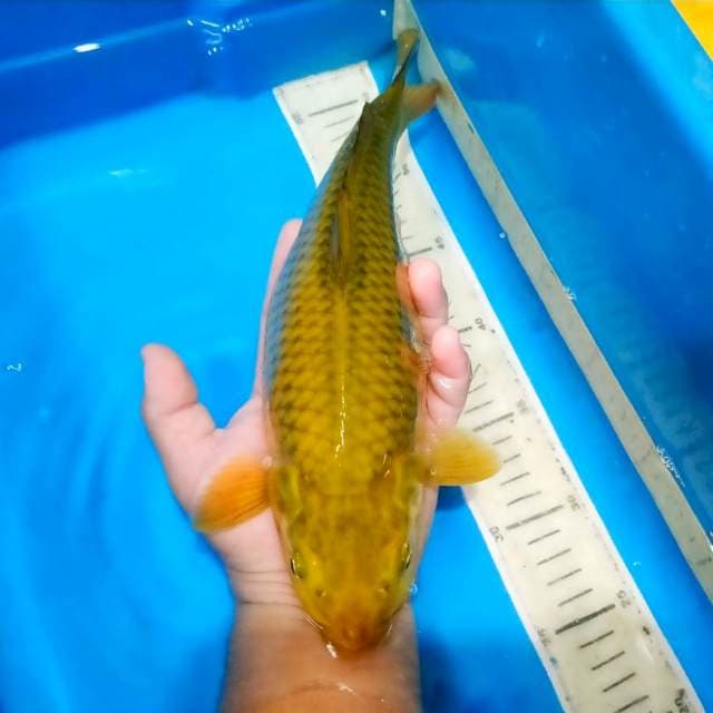 Jumbo Chagoi punuk