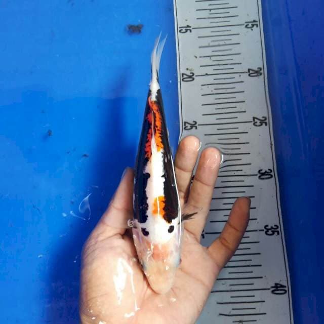 Kumon yajirobe 20cm