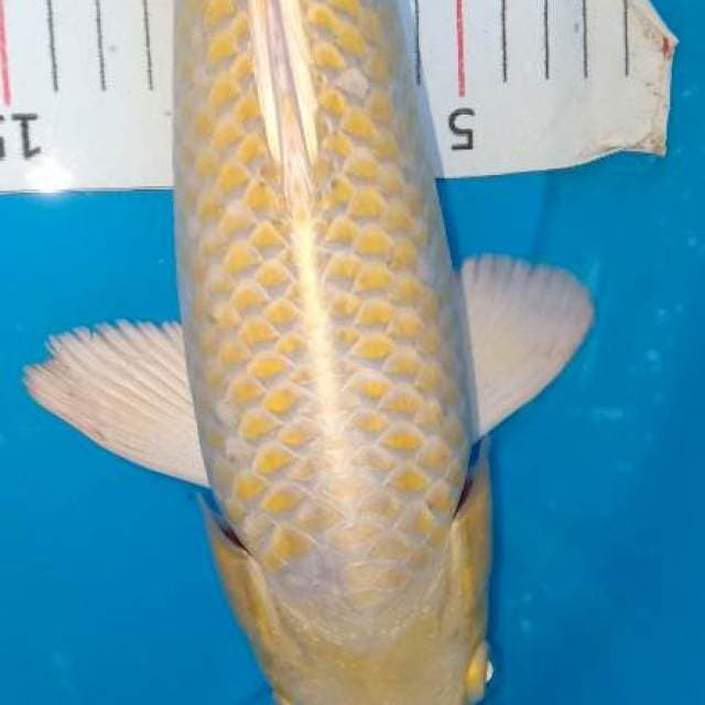 Serti juara