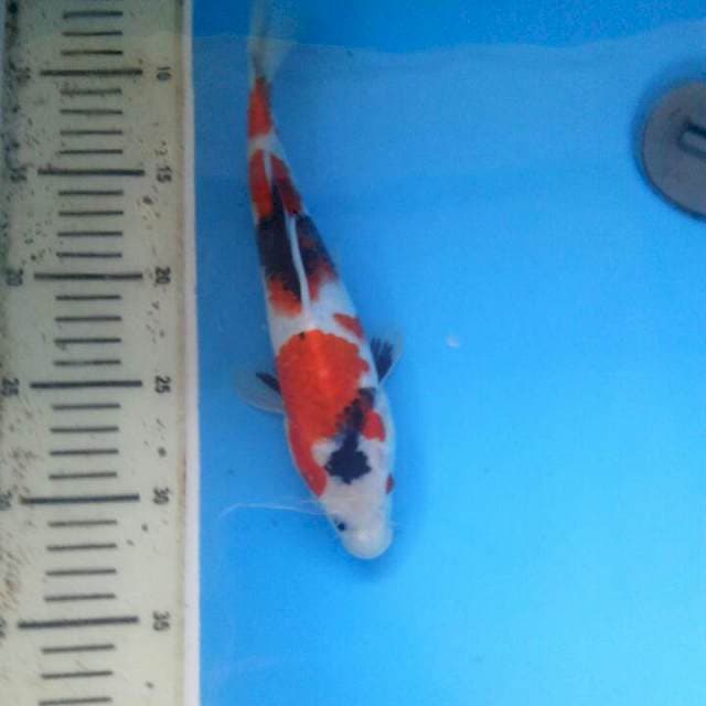f1 dainchi