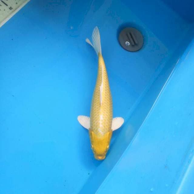 f1 yamabuki ogon bloodline okawa