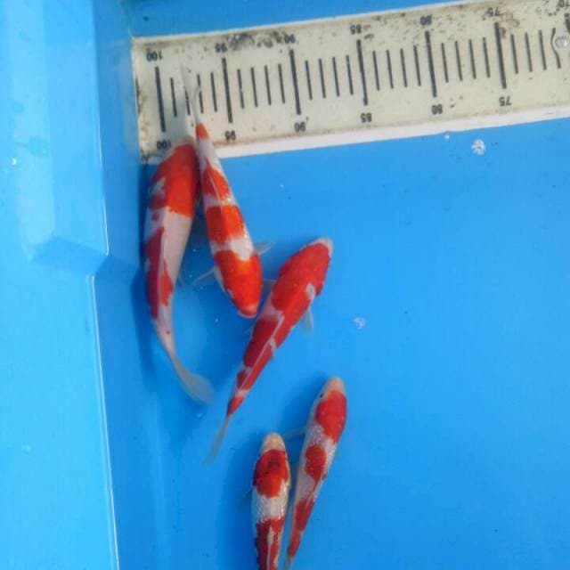 kuhaku f1 hiroi
