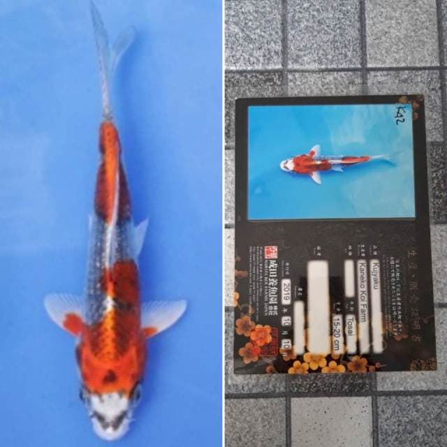 Kaneko kujaku 18cm serti