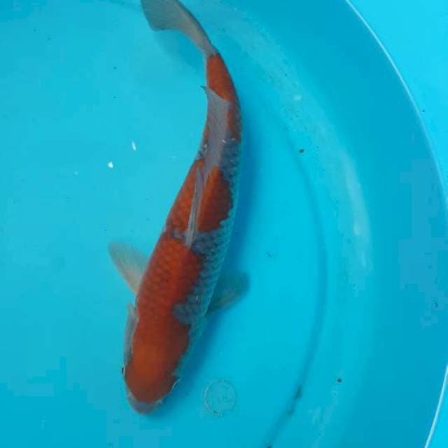 ociba 28 cm. minus tutup insang buka. kepala bengkok dikit