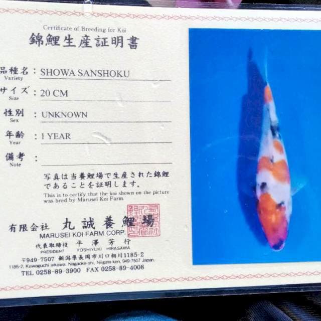 Showa import marusei