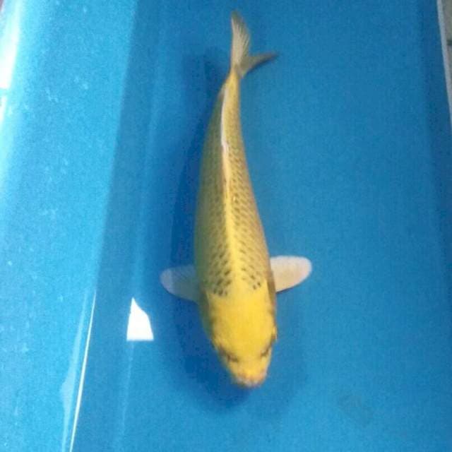 Ki Matsuba, male 28 cm
