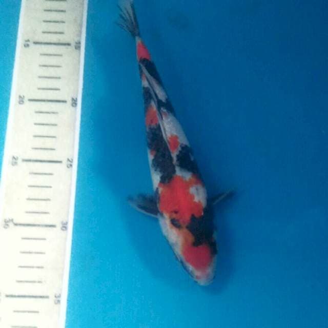 Showa, 23 cm