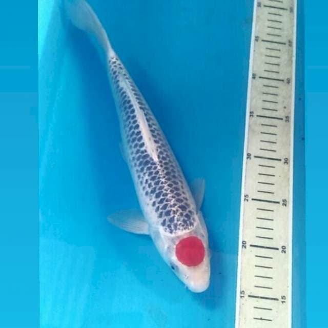 Tancho Goshiki, male 35 cm