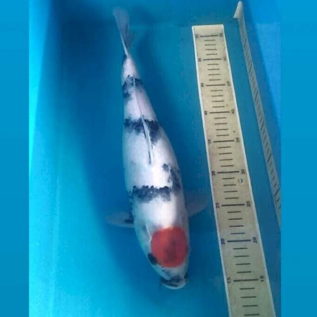 Tancho Showa, 40 cm
