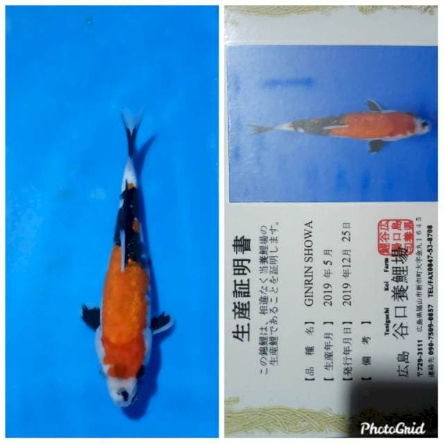 Showa gindrin taniguchi farm tosai