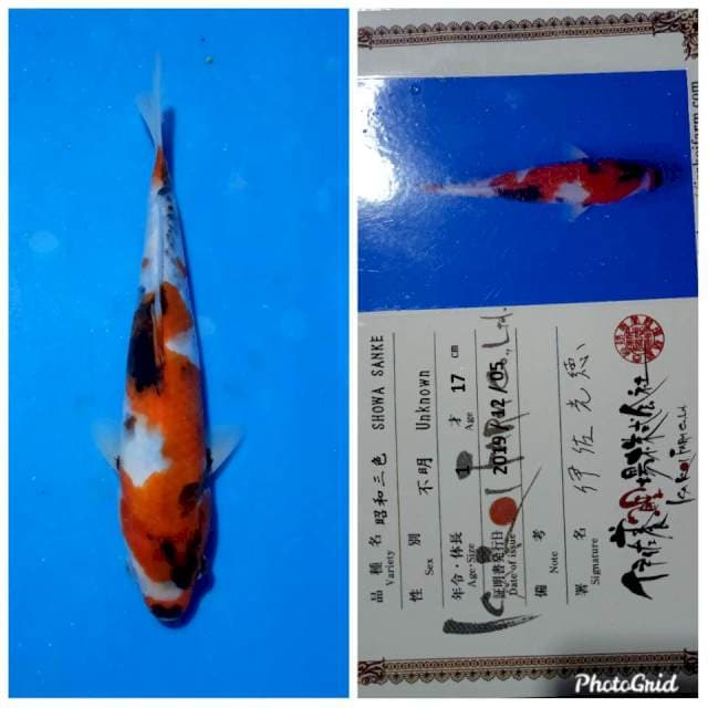 Showa tosai isa farm strong